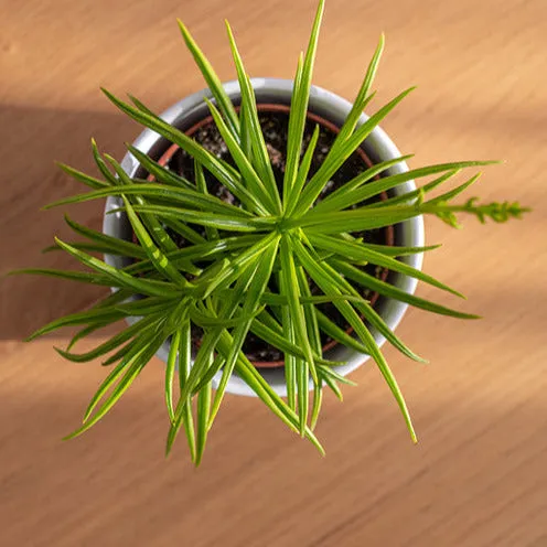 Bakker Intérieur Séneçon de Barberton succulente pot 12cm