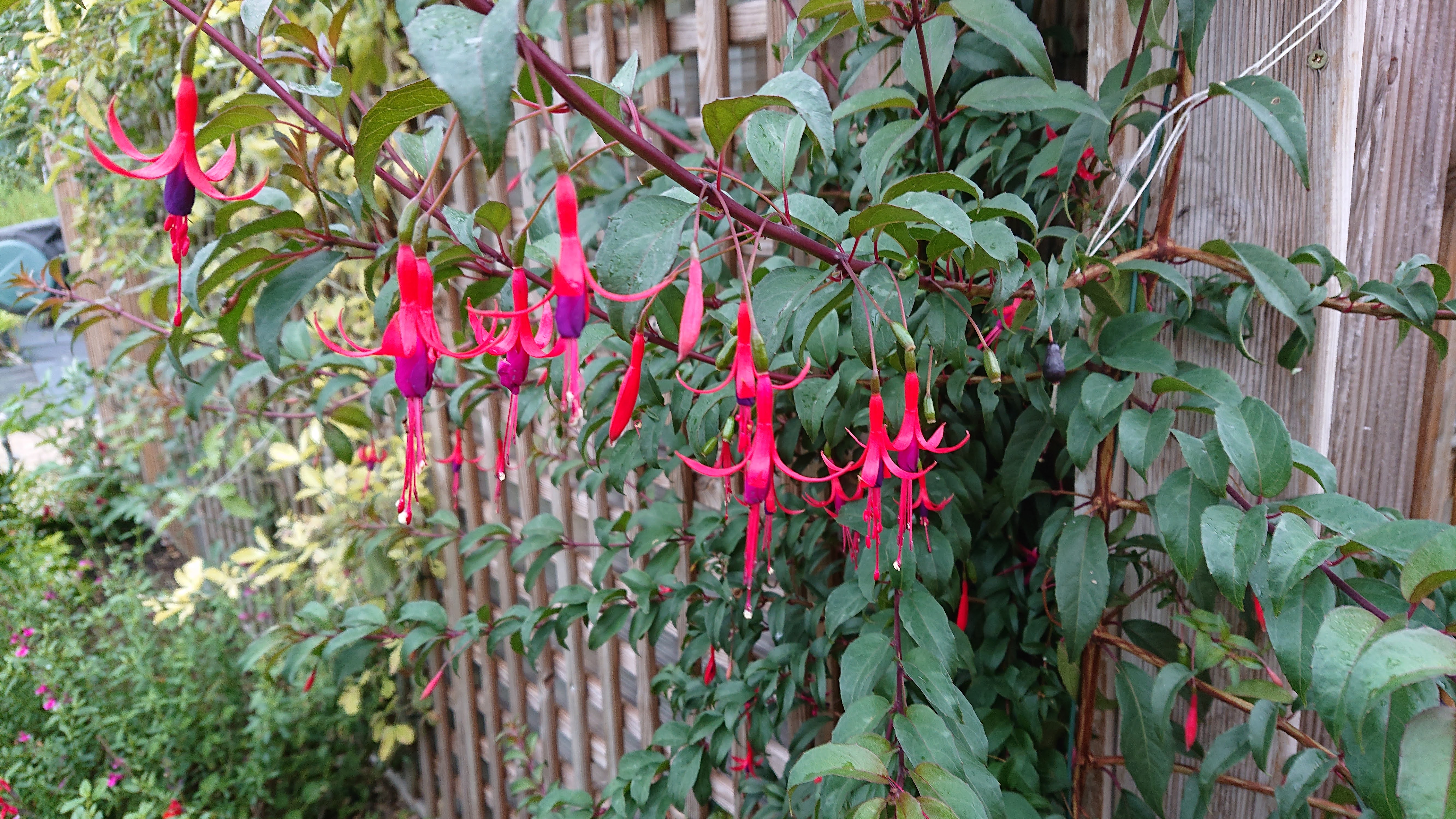 Fuchsia regia reitzii plante vivace pot 1 L bicolore rustique