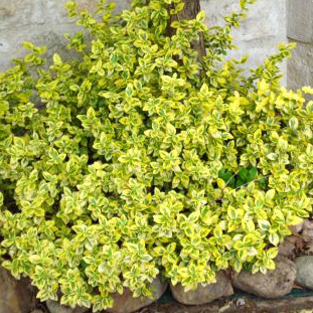Bakker Fusain Emerald and Gold arbuste pot Ø 9cm panaché