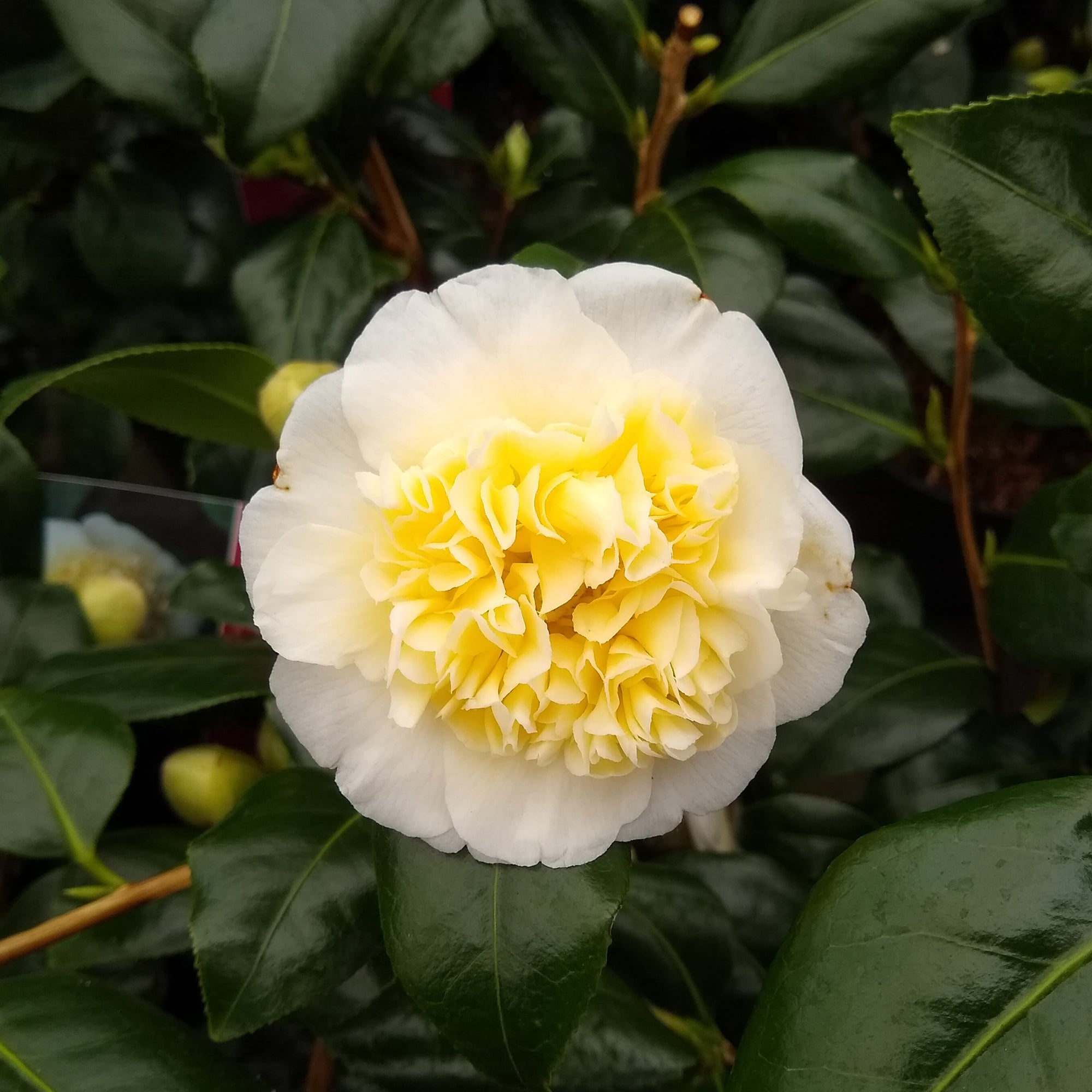 Bakker Camellia Brushfields Yellow rose du Japon pot 15cm