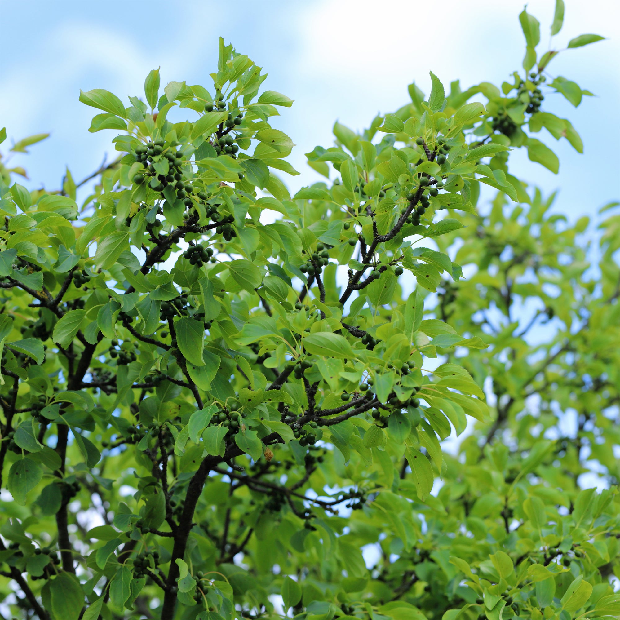 Bakker Nerprun purgatif Rhamnus arbuste pot 2L 40-50cm