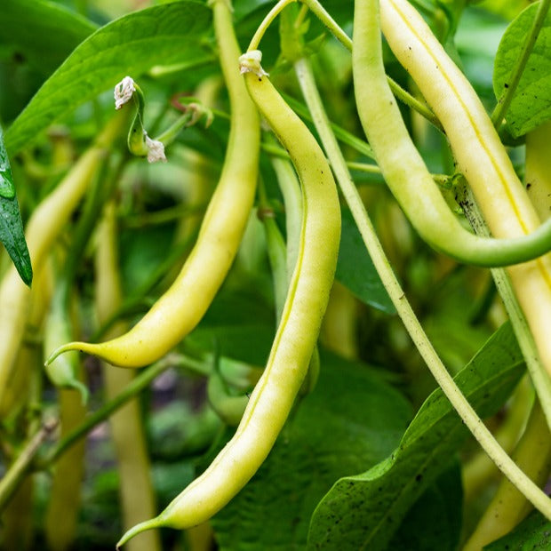 Bakker Haricots nains collection 3 sachets graines