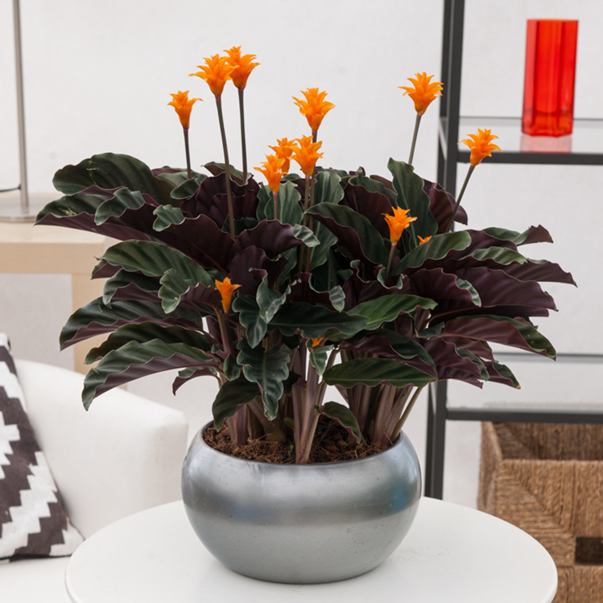 Bakker Calathéa Crocata pot Ø14cm fleurs orange 25-35cm