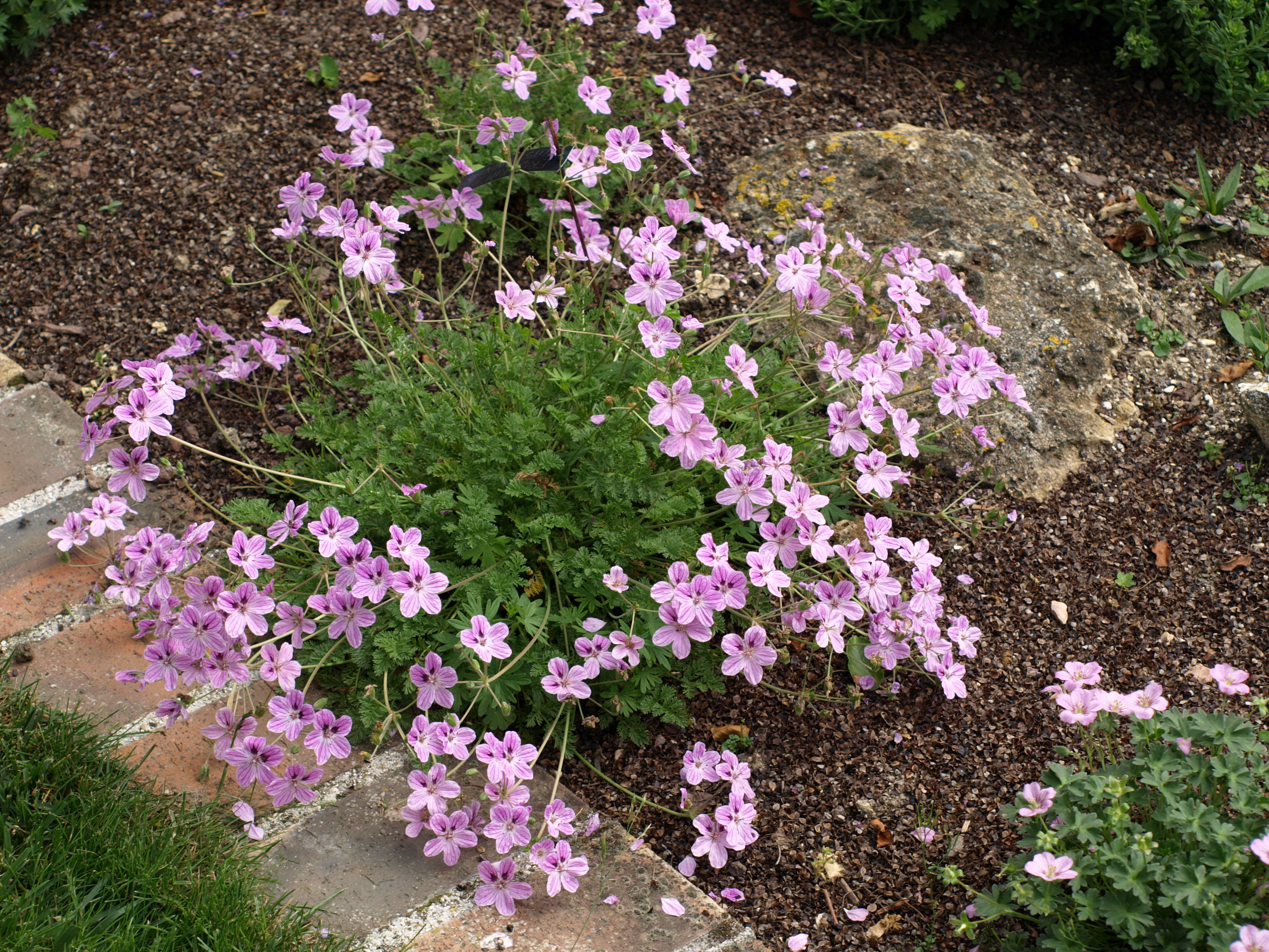 Passion Vivaces Erodium plante vivace pot 1L rocaille