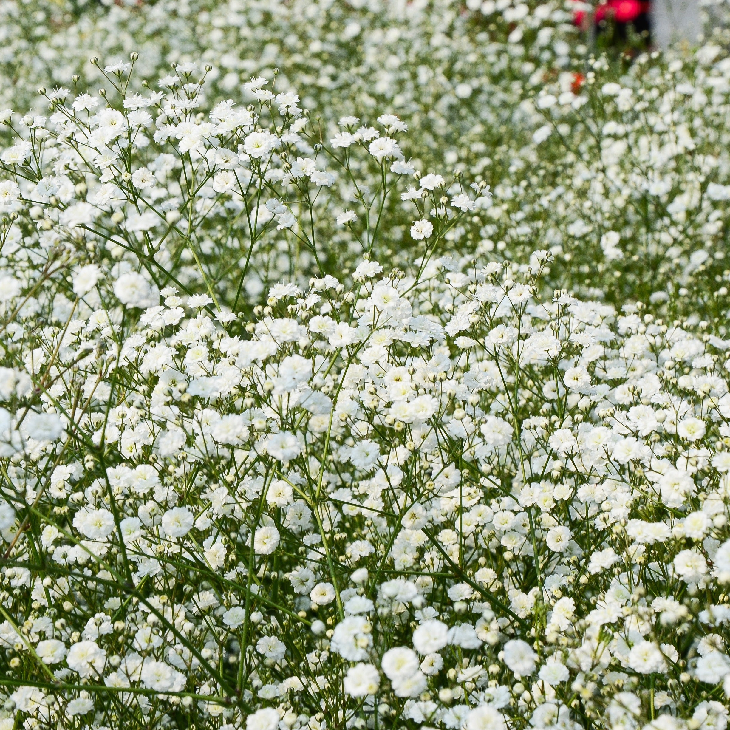 Bakker Gypsophile blanche vivace lot 3 racines nues soleil
