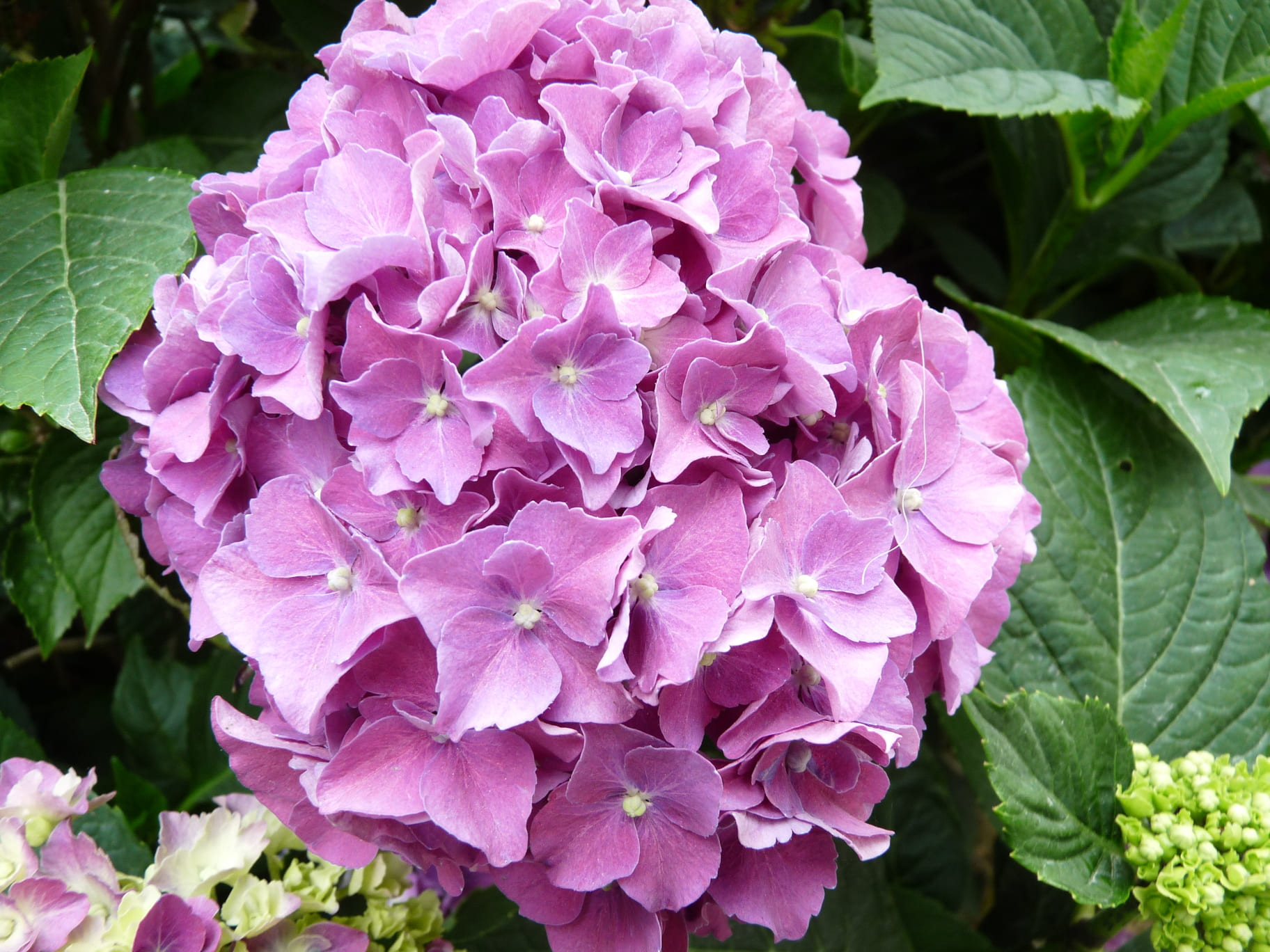 Miss Belgium hortensia macrophylla godet fleurs rondes