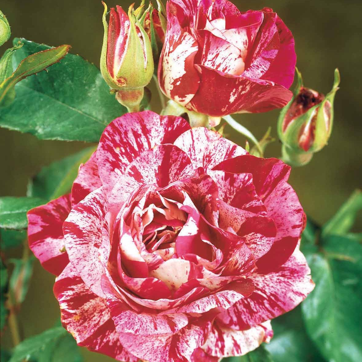 Bakker Rosiers Collection 3 buissons rosier racines nues mélangé