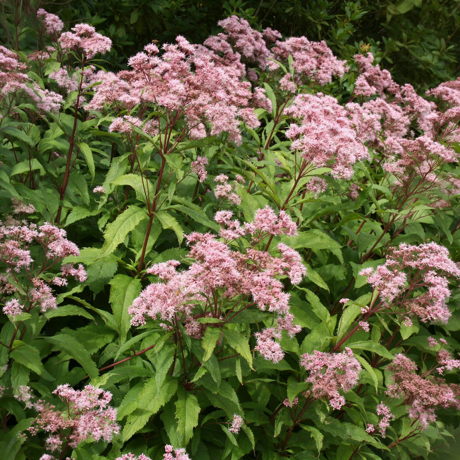 Bakker Eupatoire pourpre vivace pot Ø 9 cm rose mellifère