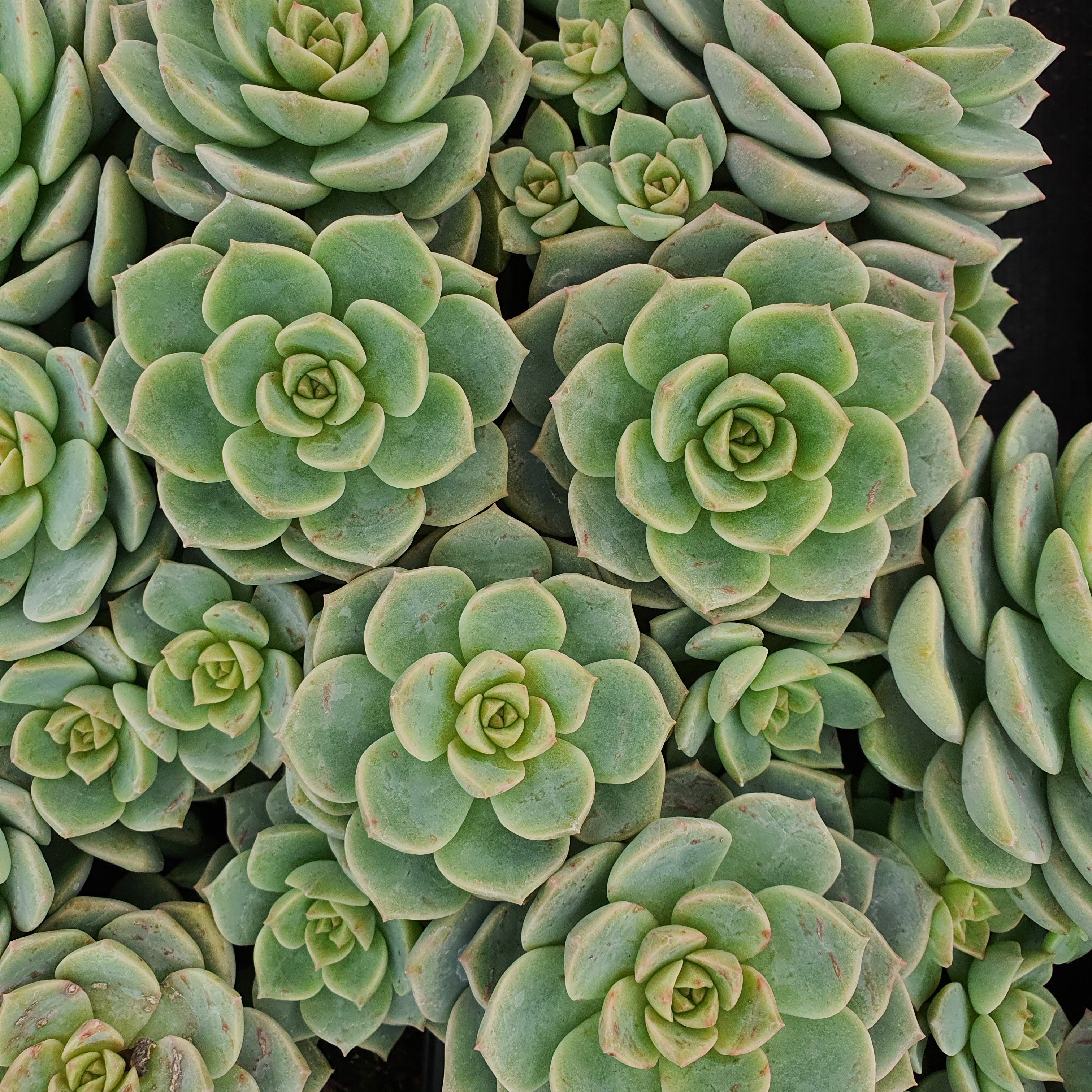 Bakker Echeveria rose succulente pot Ø 9cm soleil