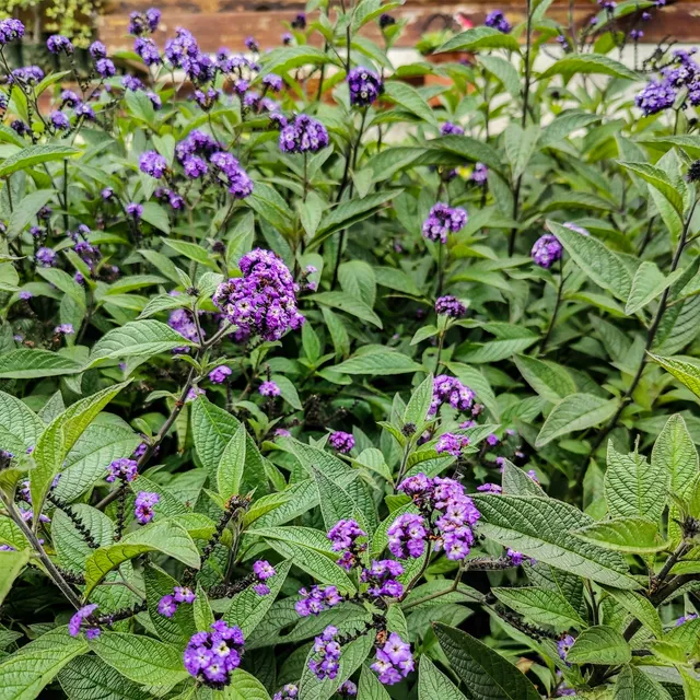 Bakker Héliotropes du Pérou plante terrasse 3 pots Ø10.5cm violet parfum