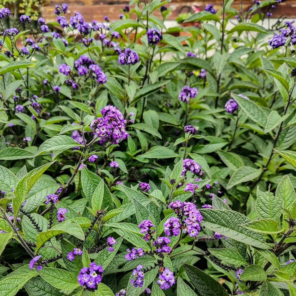 Bakker Héliotropes du Pérou plante terrasse 3 pots Ø10.5cm violet parfum