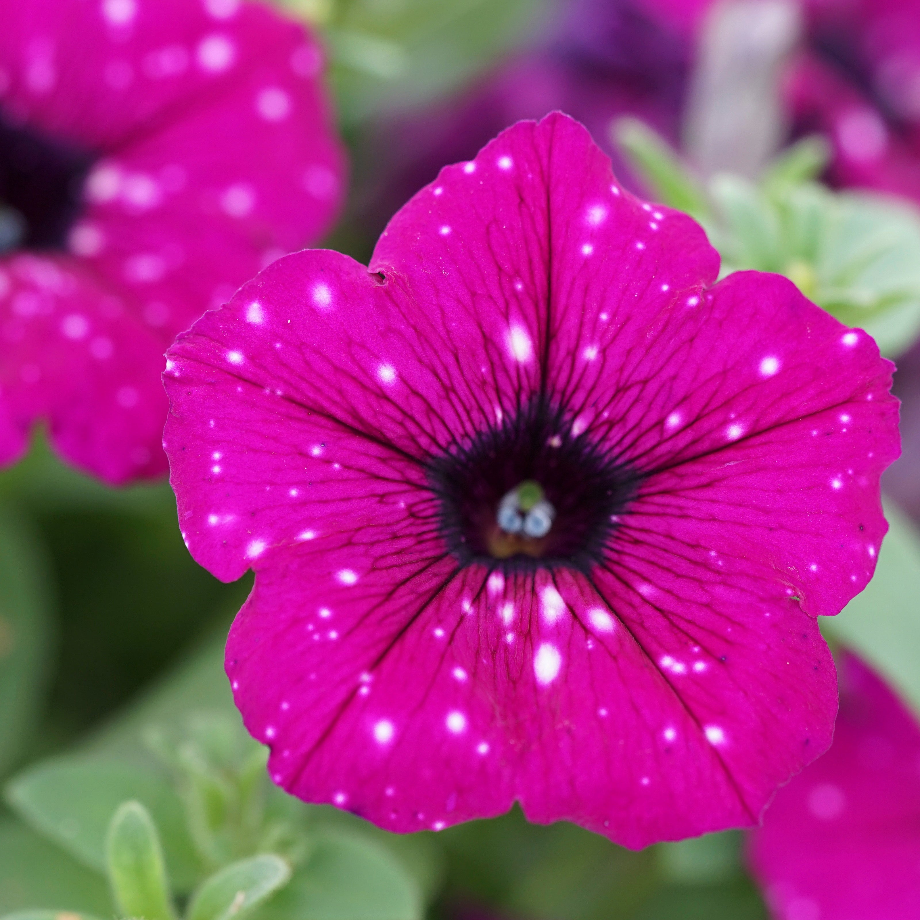 Bakker Pétunia Royal Sky plante retombante 3 pots rose étoilé