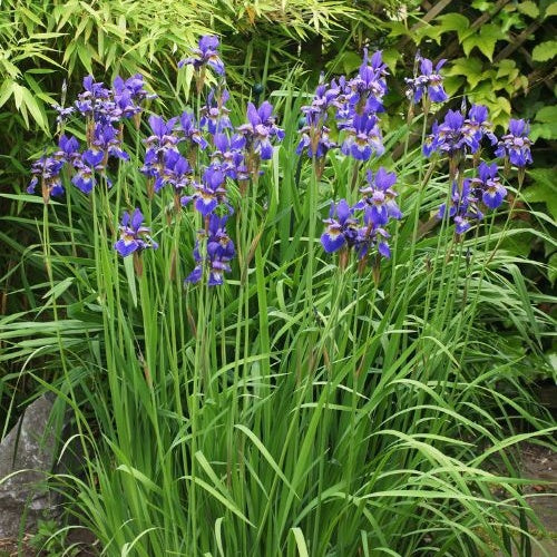 Bakker Iris de Sibérie Iris sibirica plante vivace pot 9cm