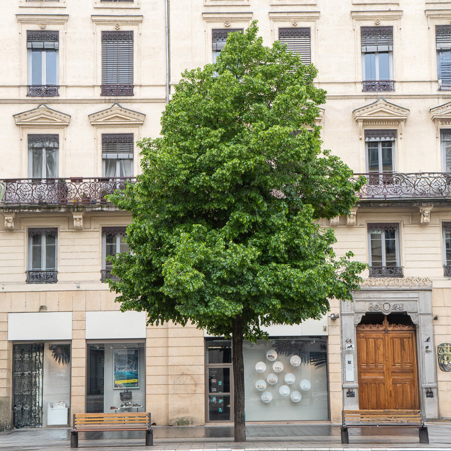 Bakker Tilleul de Crimée Euchlora arbre pot 3L 80-100cm