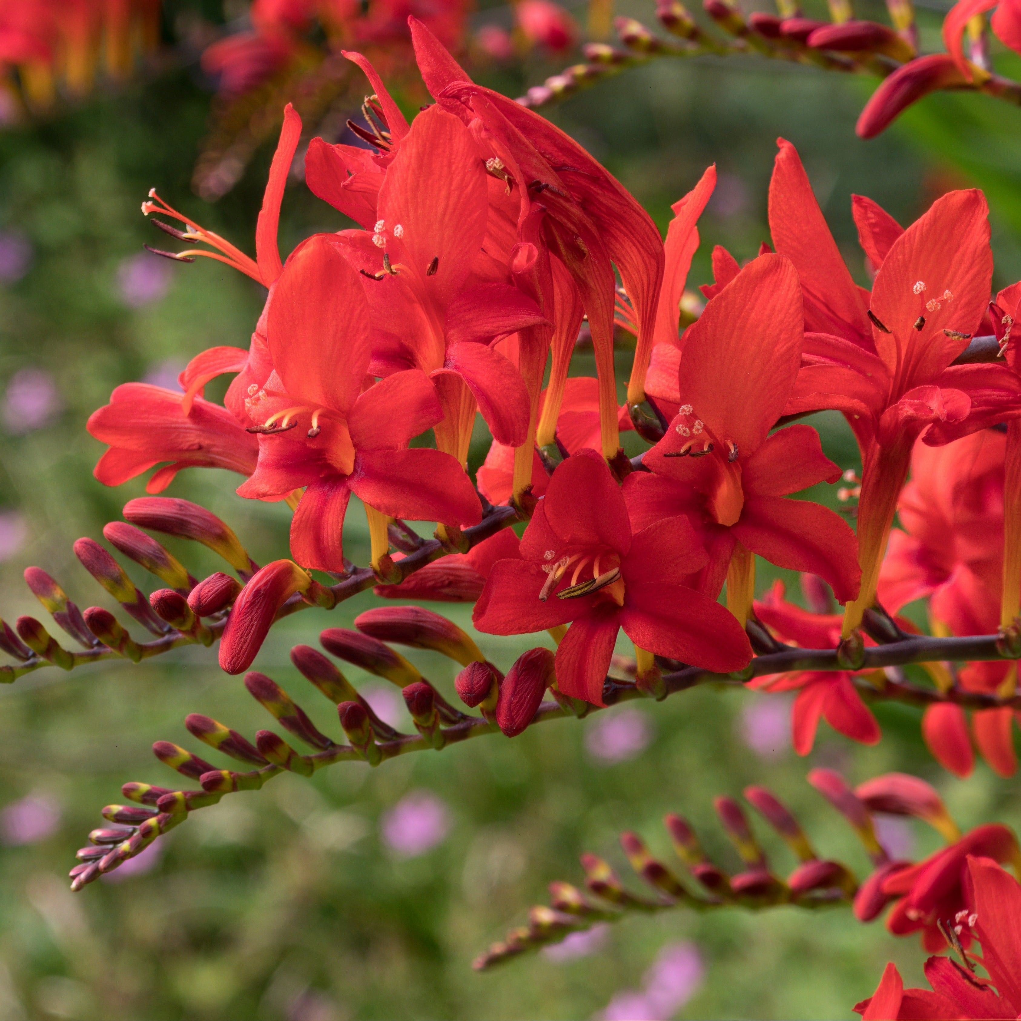 Bakker Bulbes à fleurs 15 Crocosmias rouges bulbe sachet 15 rouge feu