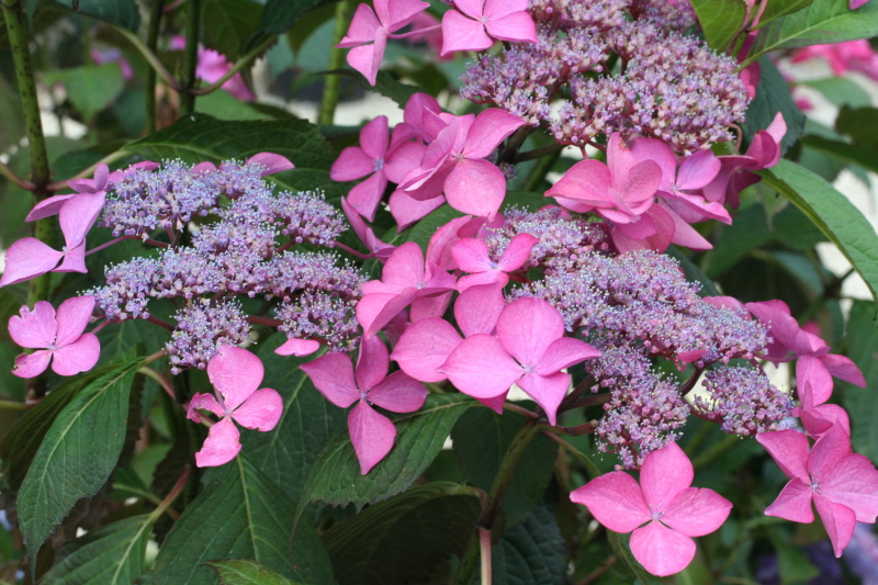 Les Hortensias du Haut Bois Selina hortensia fleurs plates lacecap