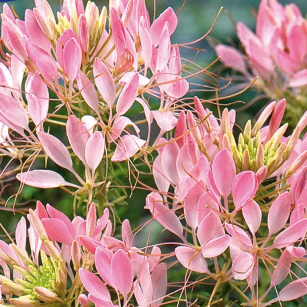 Bakker Cléome Rose Beauty graines fleur rose 0,4g
