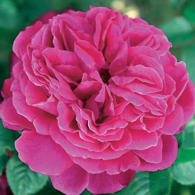 Bakker Rosiers Rosier anglais Fish Ausgreen rosier motte rose