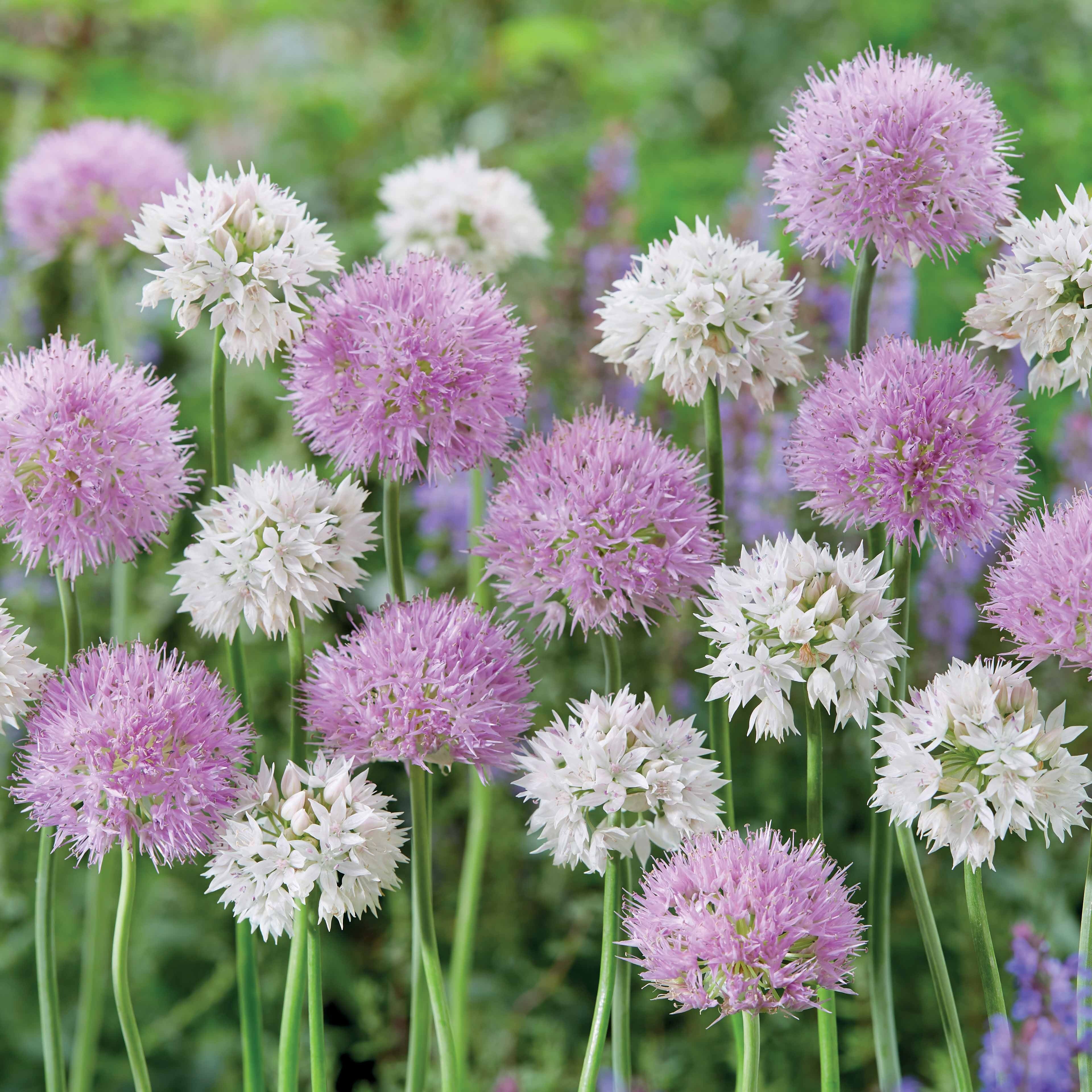 Bakker Allium Graceful Beauty bulbes sachet 10 bulbes blanc