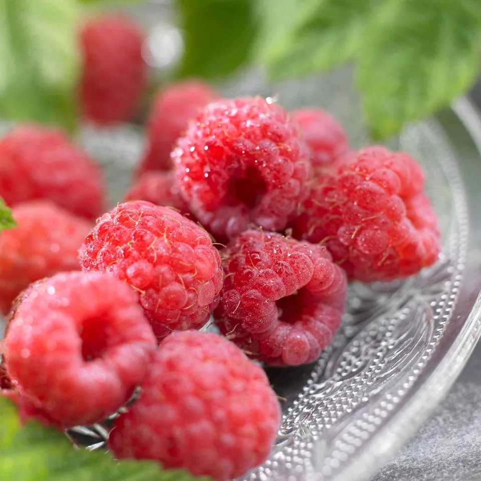 Bakker Fruitiers Framboisier Malling Promise framboisier pot 2L non-remontant