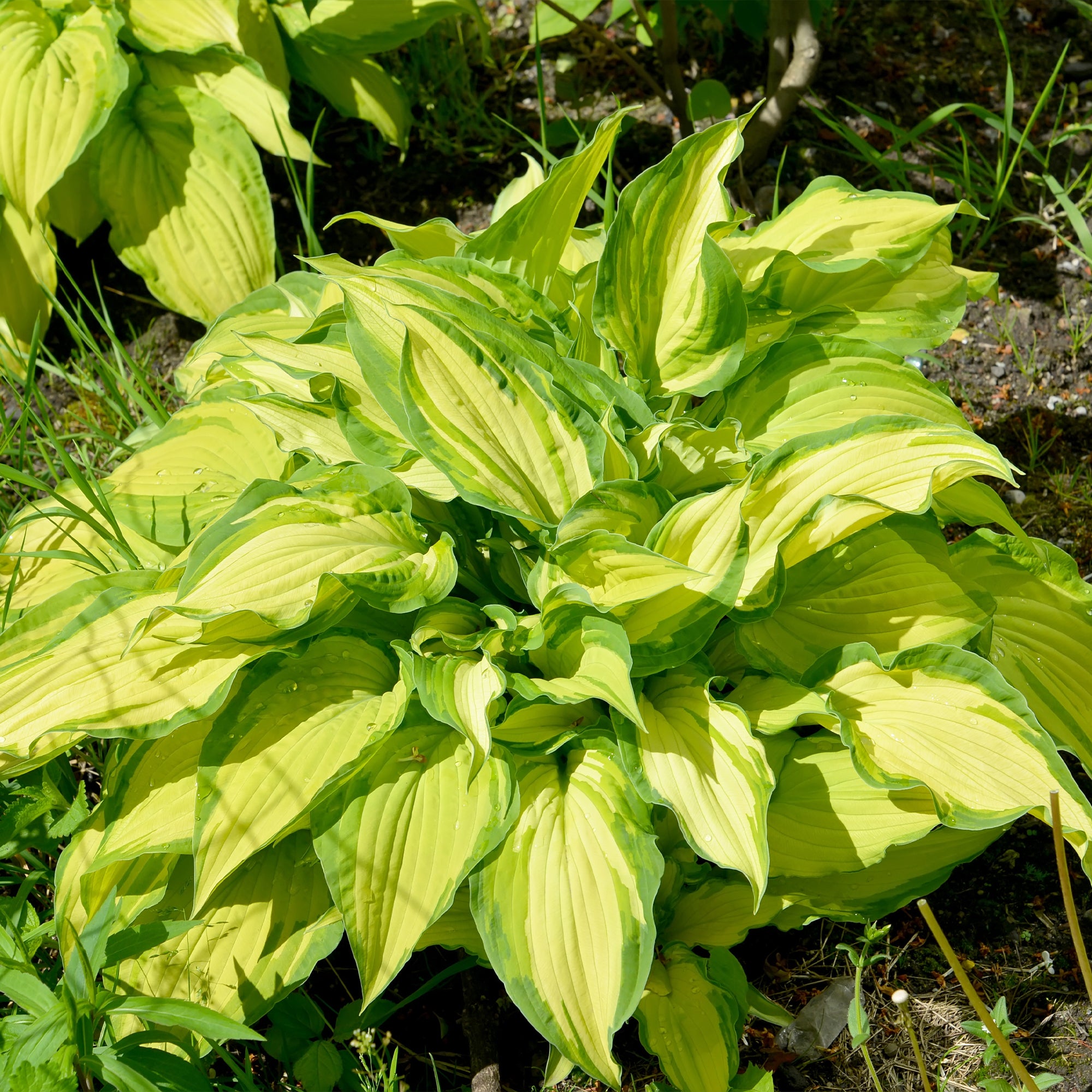 Bakker Hosta Albopicta vivace pot Ø9cm feuilles jaunes