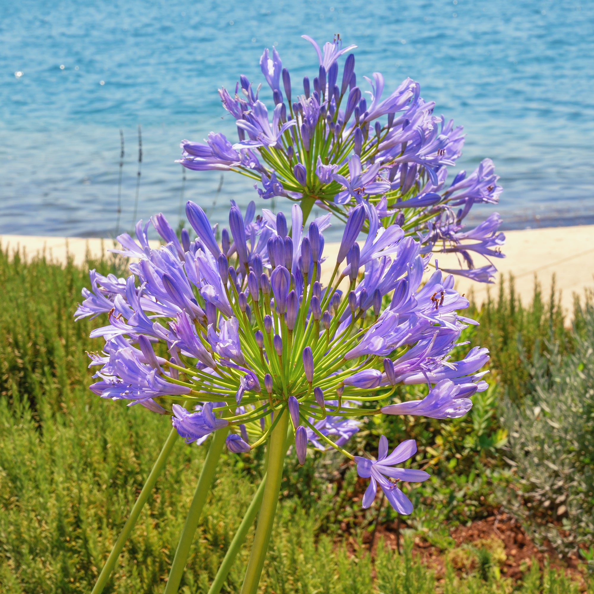 Bakker Agapanthe bleue vivace pot 8cm