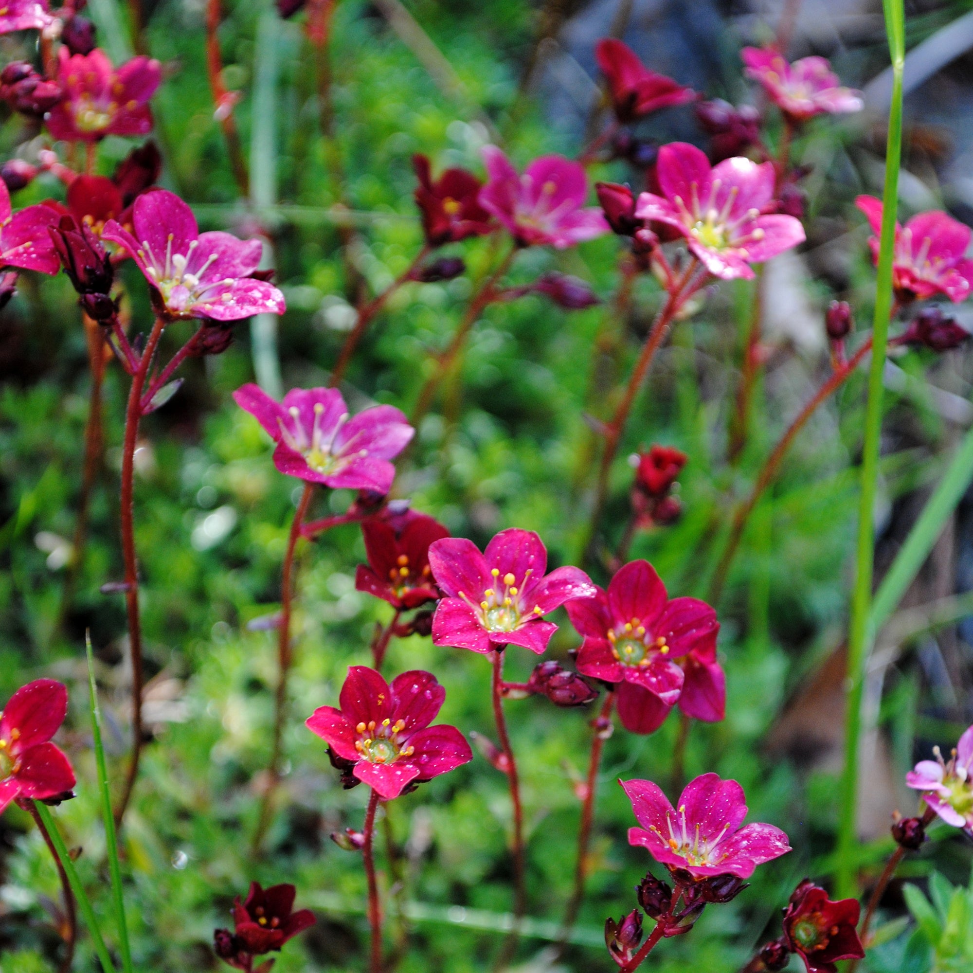 Bakker Saxifrage mousse Purpurteppich vivace pot 9cm fuchsia