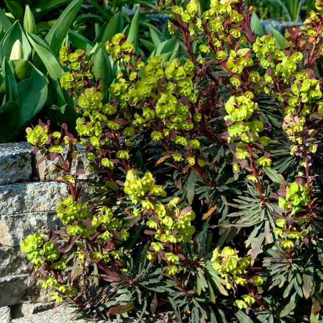 Bakker Euphorbe des bois pourpre vivace pot 8cm persistante