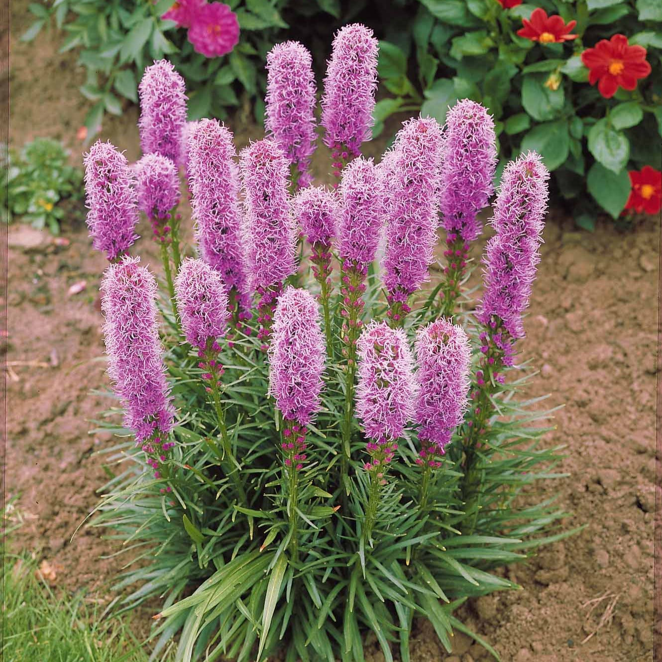 Bakker 25 Plumes du Kansas Liatris bulbes violets sachet 25 pièces