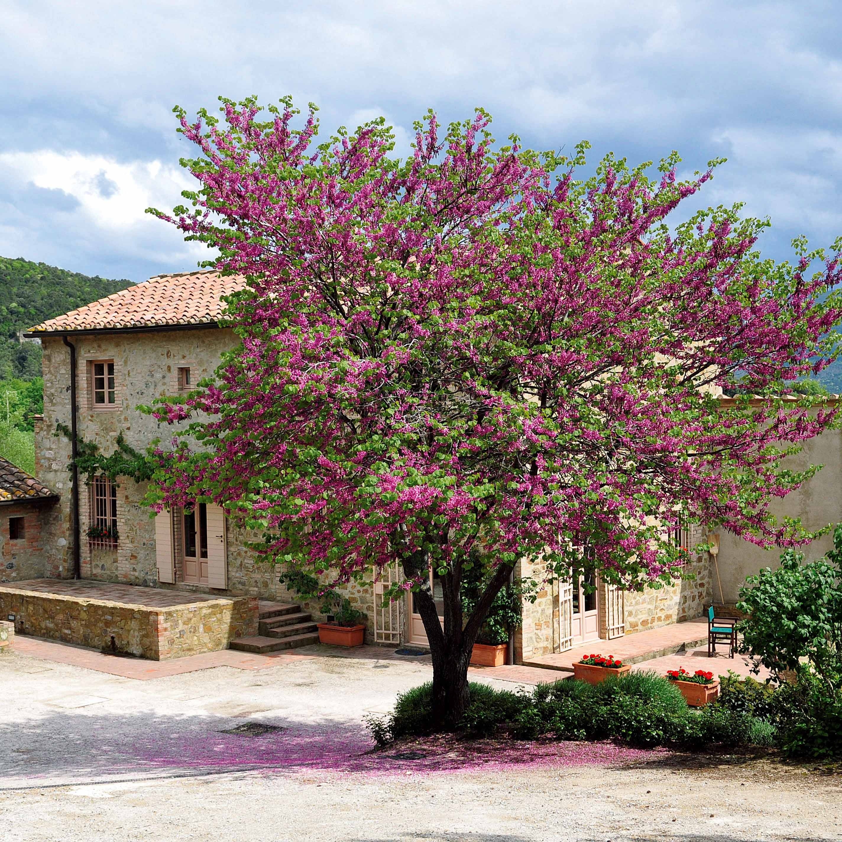 Bakker Arbre de Judée arbuste pot 9cm floraison rose