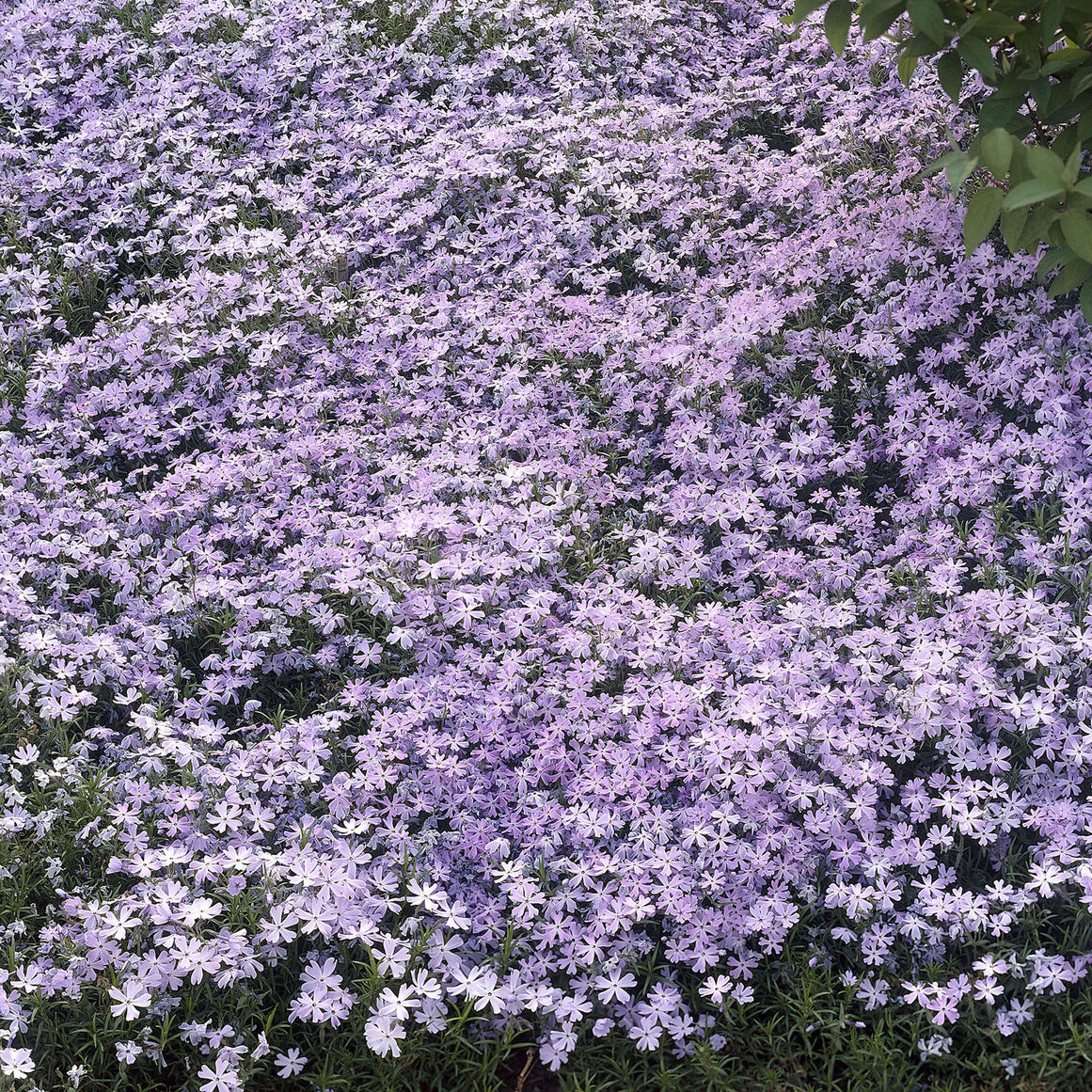 Bakker Emerald Cushion Blue phlox mousse pot 9cm violet