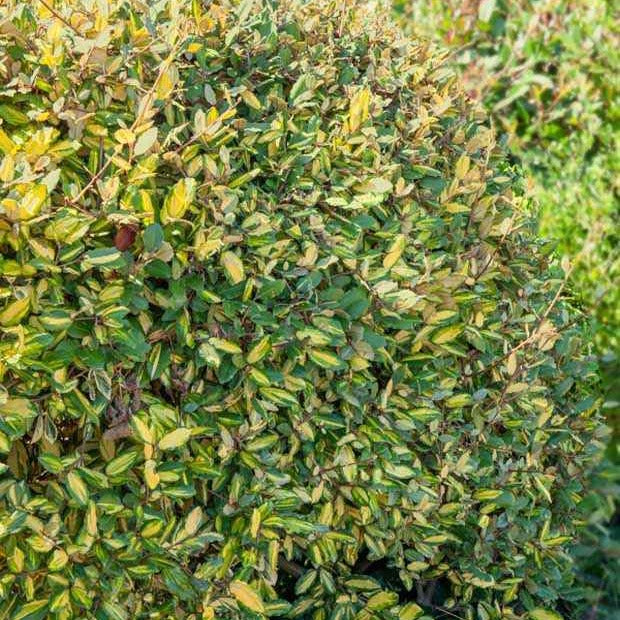 Bakker Eleagnus Pungens Maculata arbuste pot 1.5L doré persistant