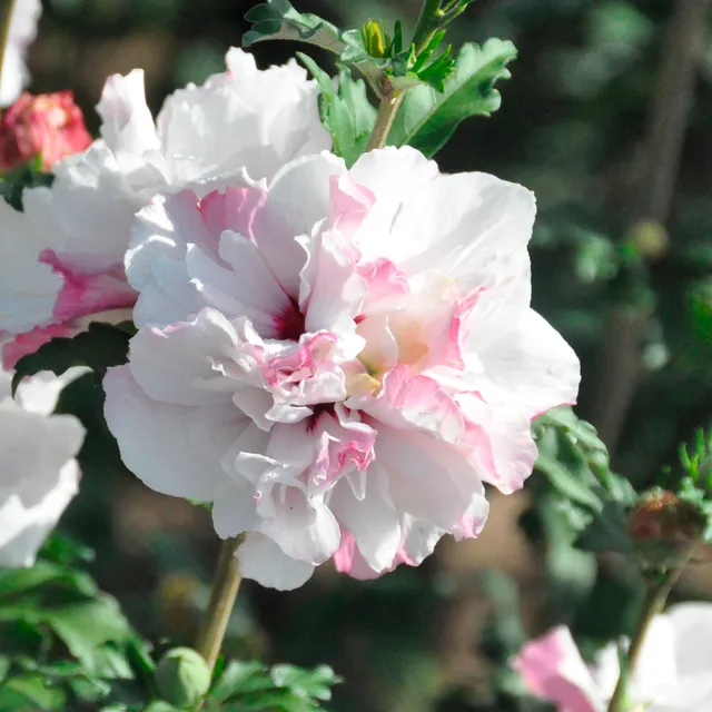 Bakker Hibiscus French Cabaret Pastel arbuste pot 1,3L blanc rosé