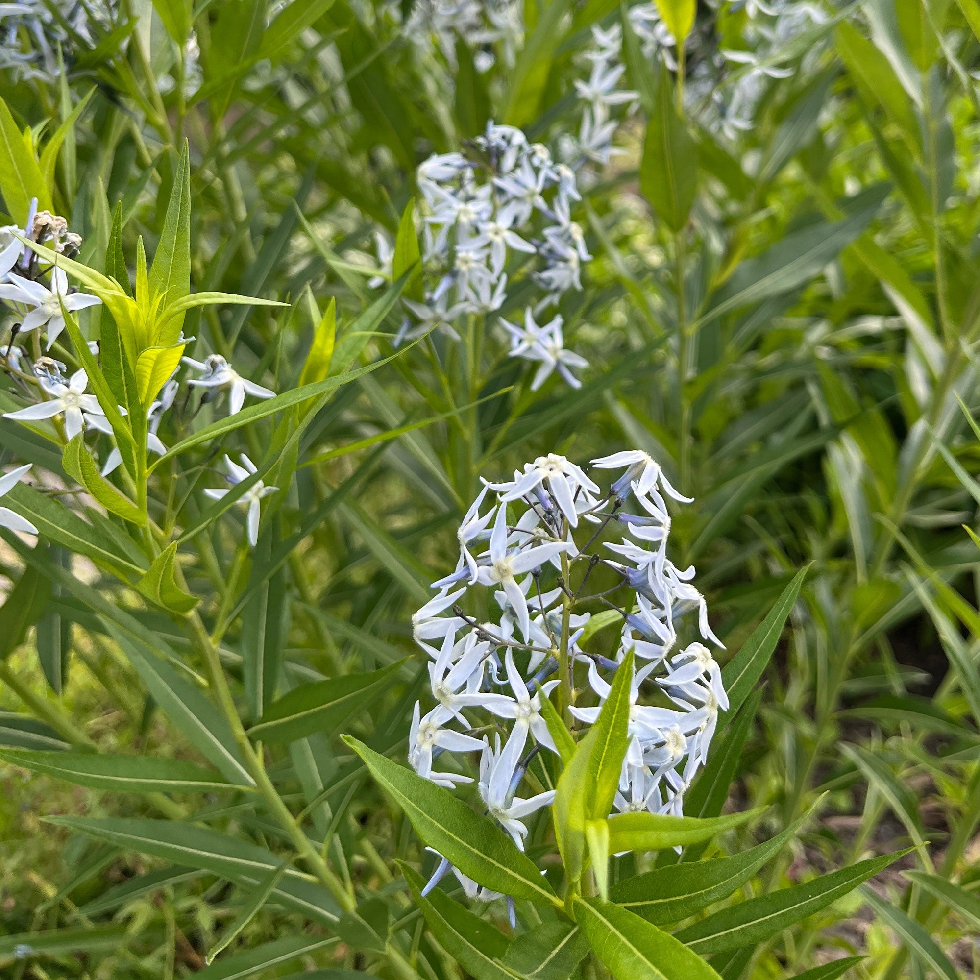 Bakker Étoile bleue salicifolia vivace bleue pot 9cm