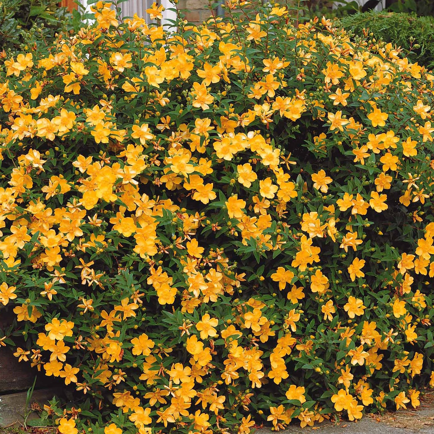 Bakker Millepertuis Hidcote arbuste pot Ø 9cm fleurs jaunes