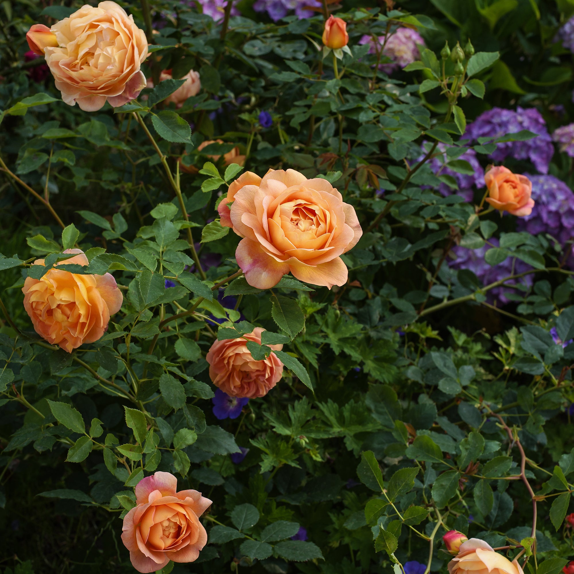 Bakker Rosier Lady of Shalott pot 4L 15-40cm orange