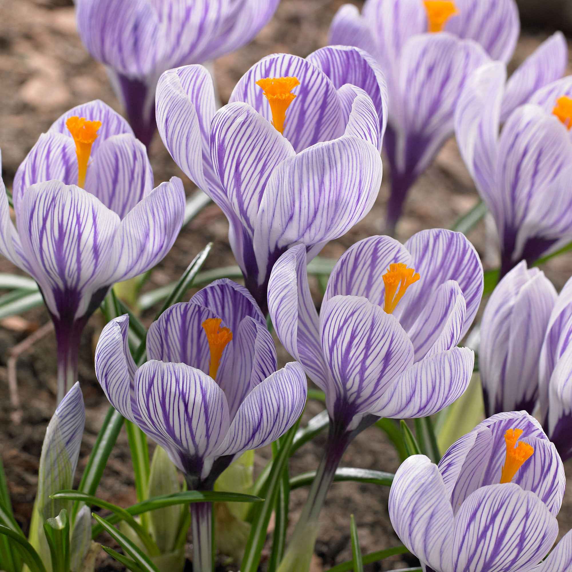 Bakker Crocus Pick Wick bulbe violet 15 bulbes février