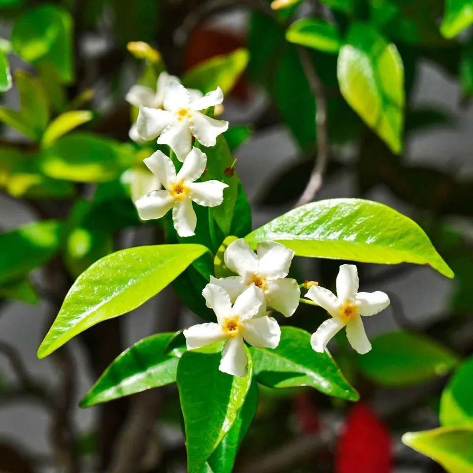 Bakker Star of Venice jasmin étoilé blanc grimpant pot 2L