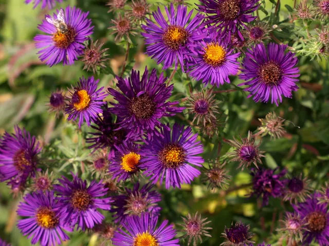 Passion Vivaces Aster novae-angliae Marina Wolkonski vivace godet violet