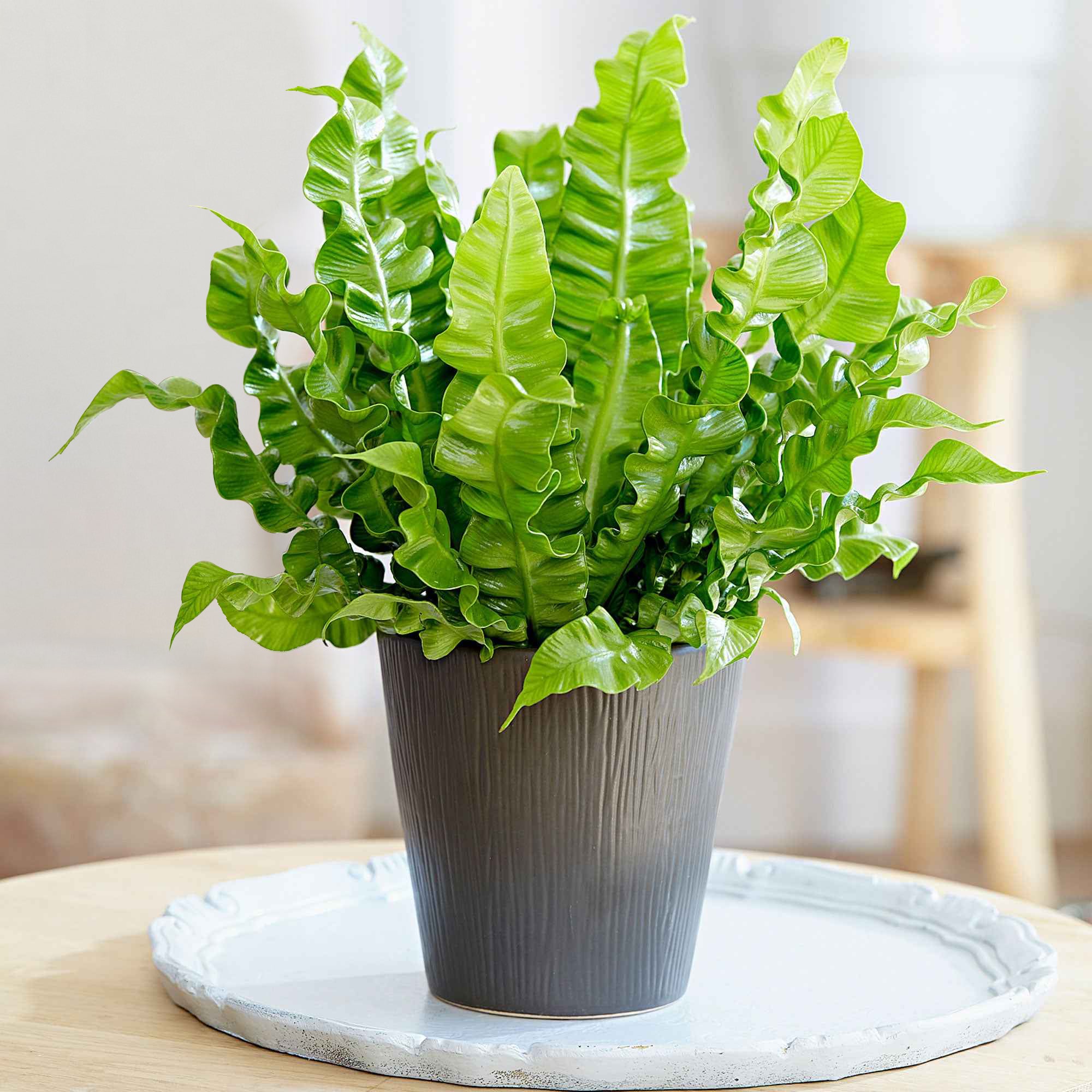 Bakker Asplenium Crispy Wave fougère intérieur pot Ø12cm
