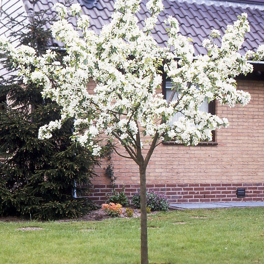 Bakker Williams poirier poire parfumée motte scion 80-100cm