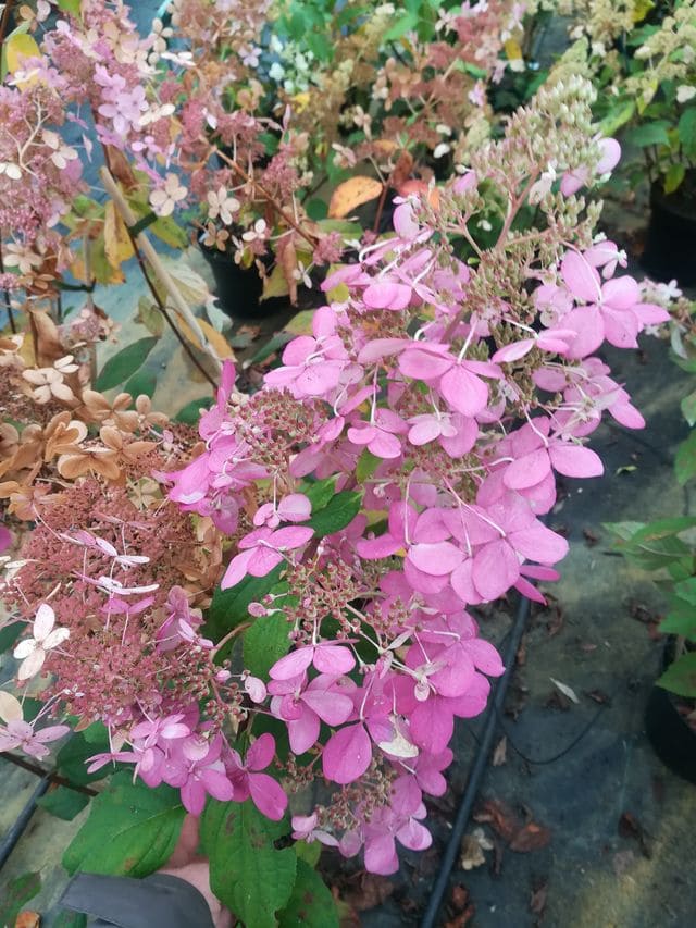 Les Hortensias du Haut Bois Pink Diamond hortensia