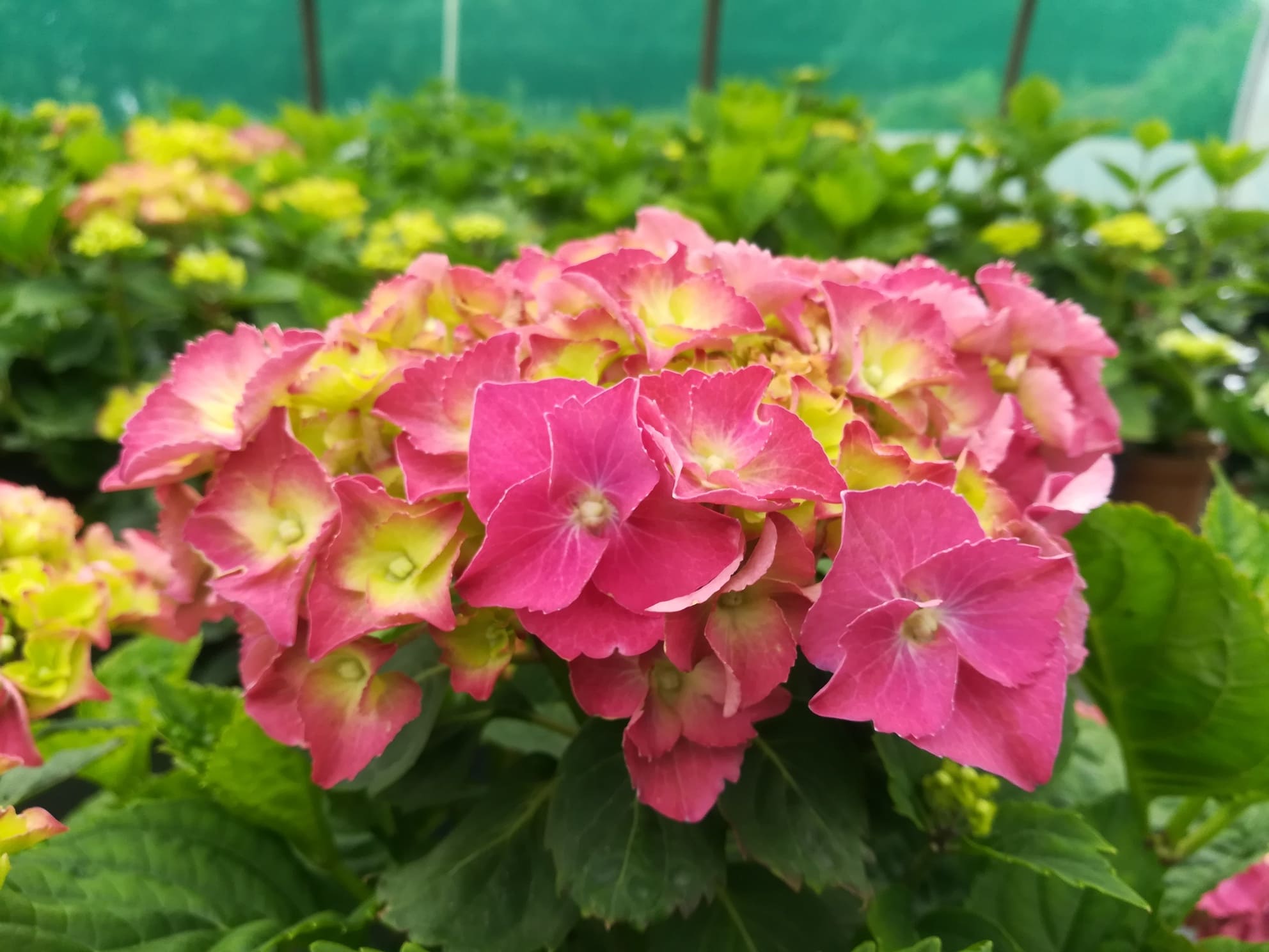 Les Hortensias du Haut Bois Heinrich Seidel hortensia fleurs rondes