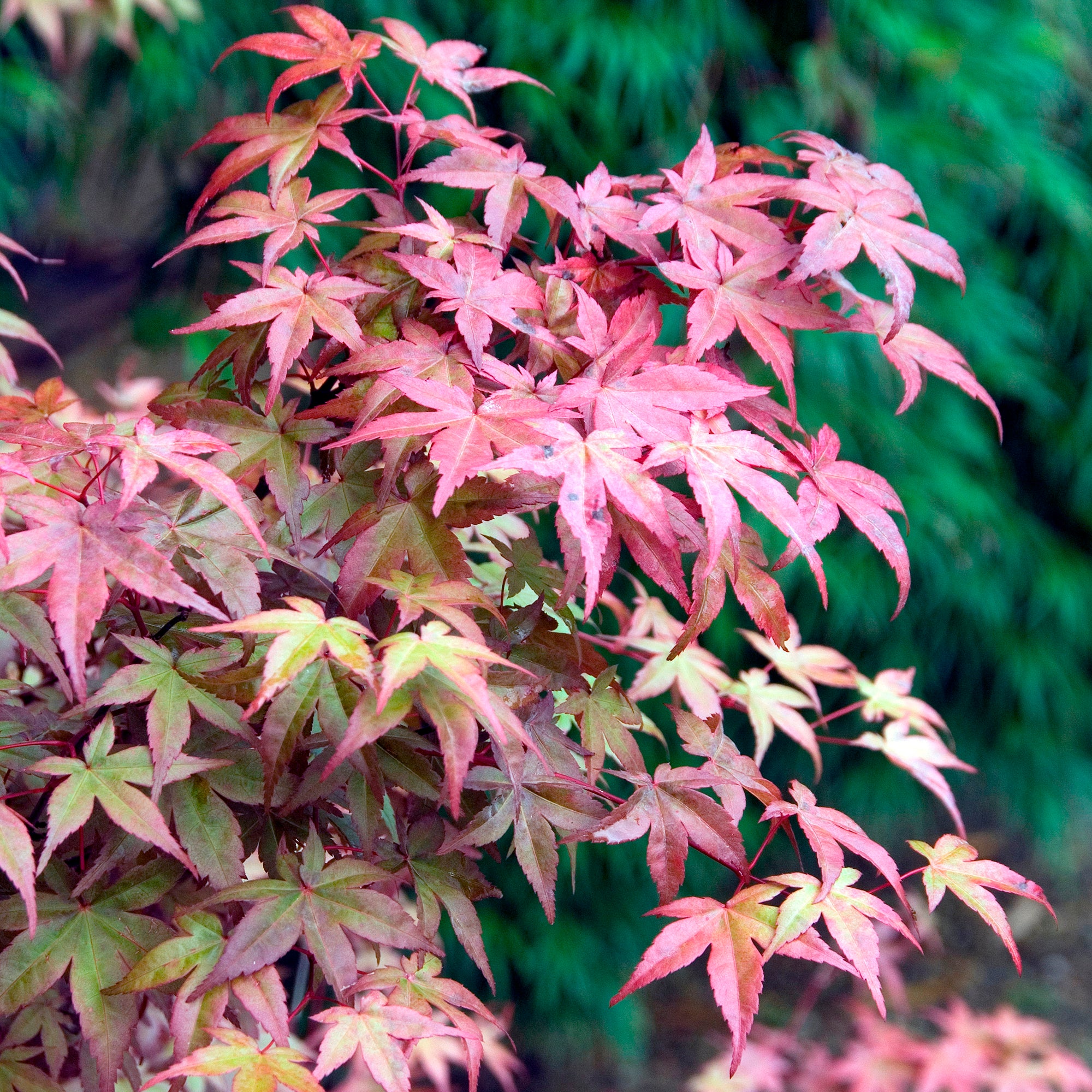 Bakker Érable Deshojo Acer palmatum rouge pot Ø 9cm