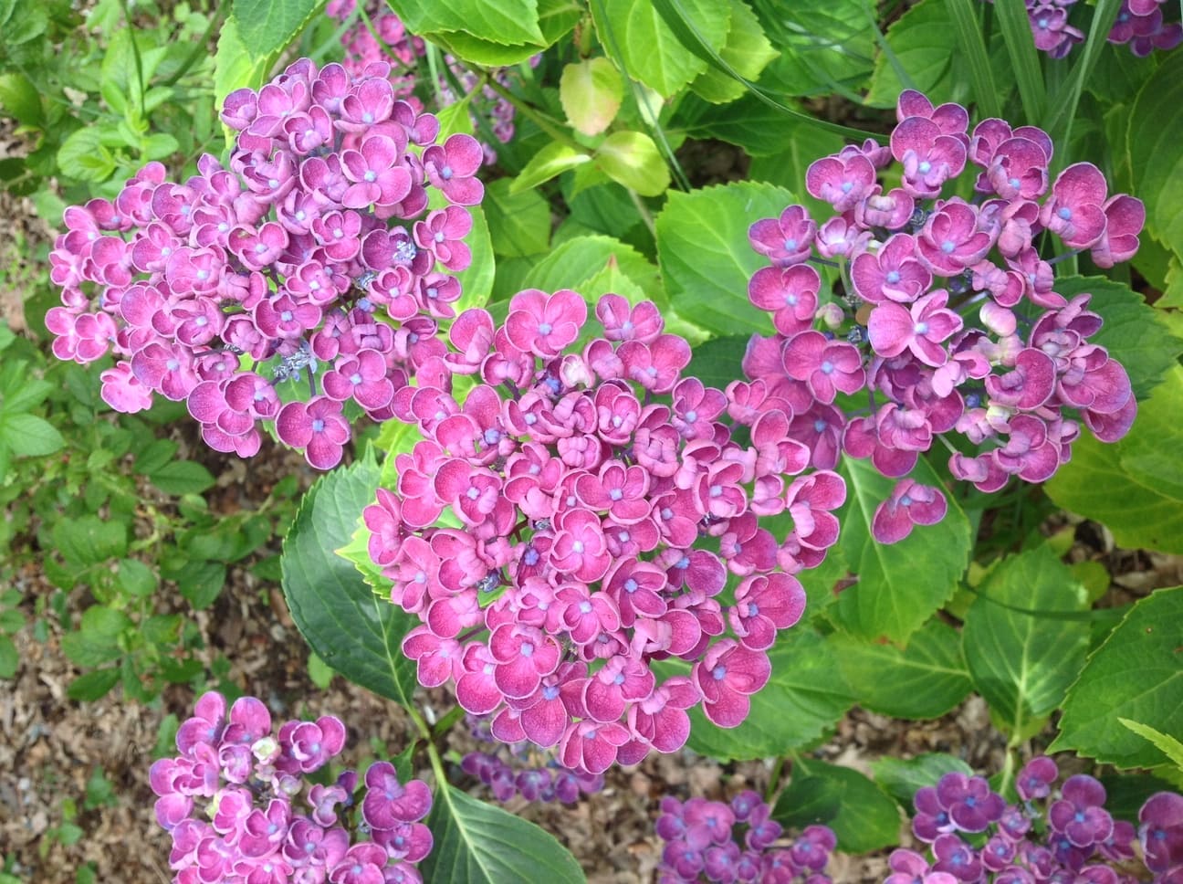 Les Hortensias du Haut Bois Hop corn hortensia boule godet