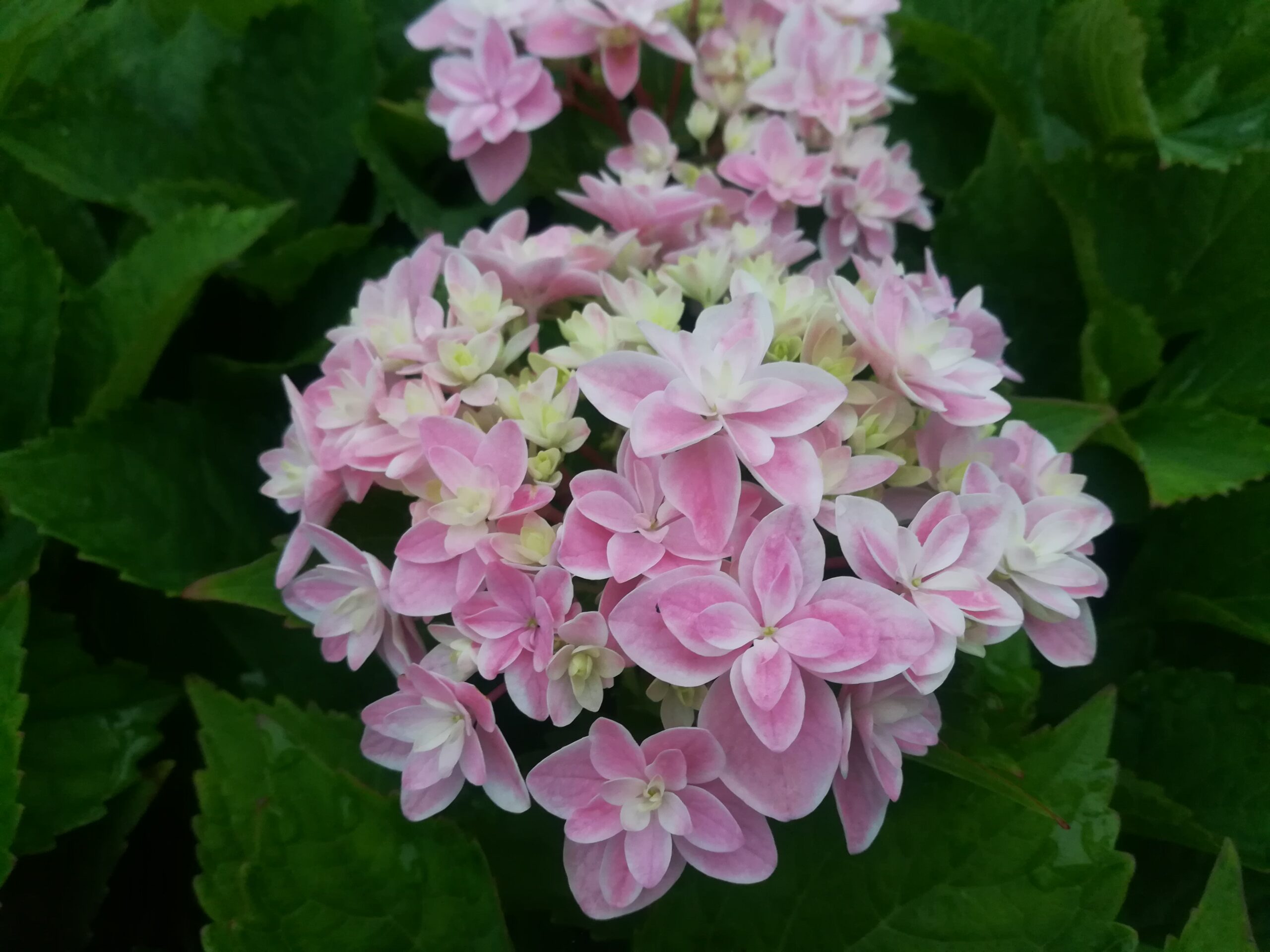 Les Hortensias du Haut Bois Louison hortensia boule godet 2023