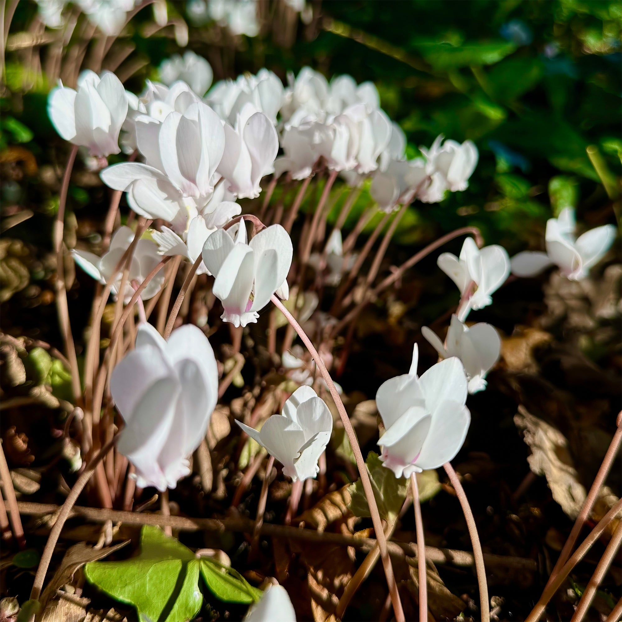 Bakker Bulbes Cyclamen Naples blanc sachet 3 bulbes ombre