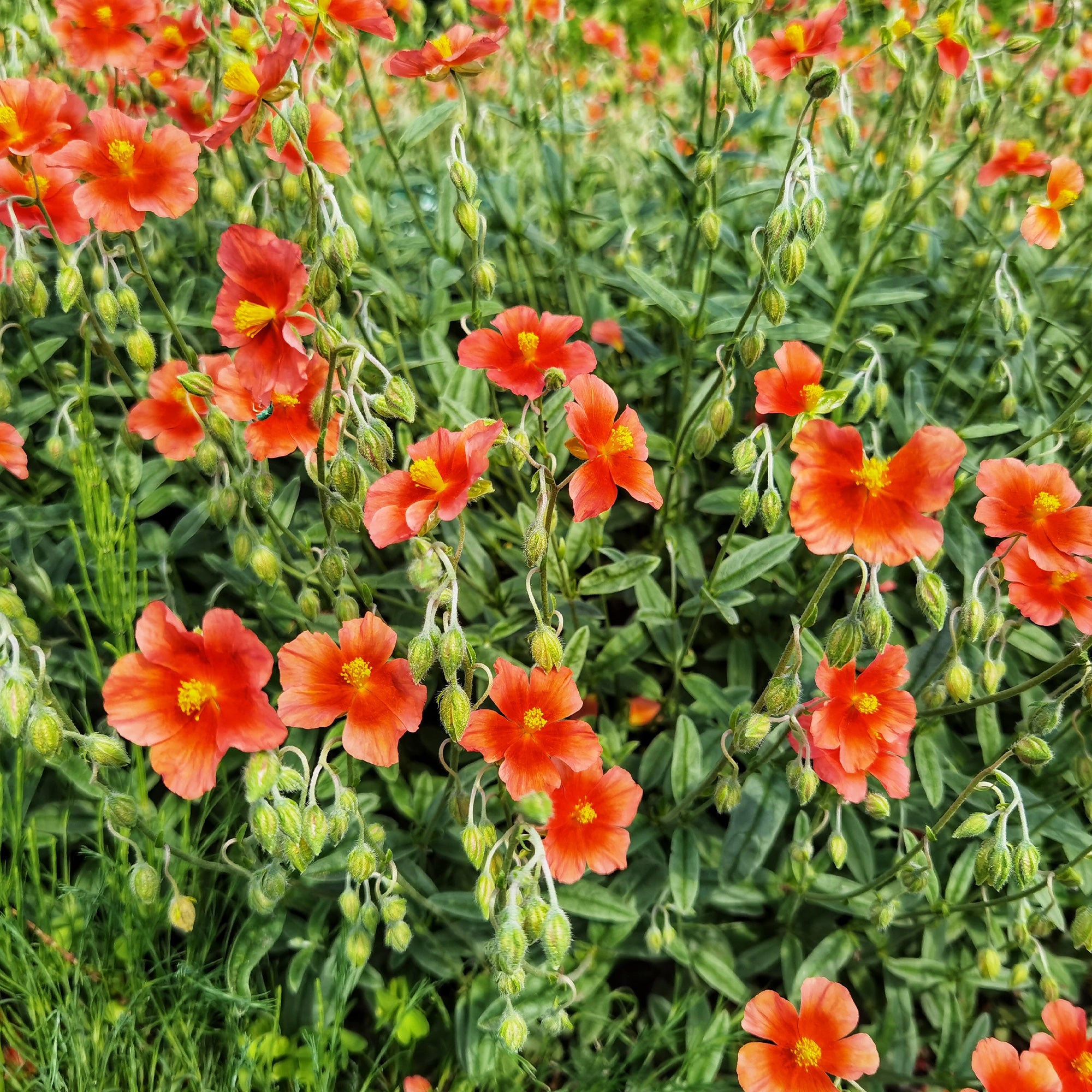 Bakker Hélianthème rouge vivace pot 8cm couvre-sol