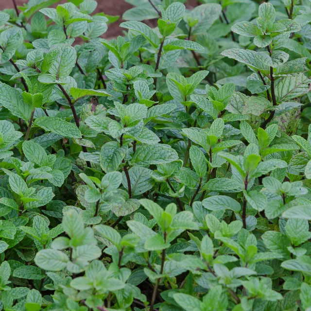 Bakker Menthe poivrée plante aromatique pot Ø 9cm menthol