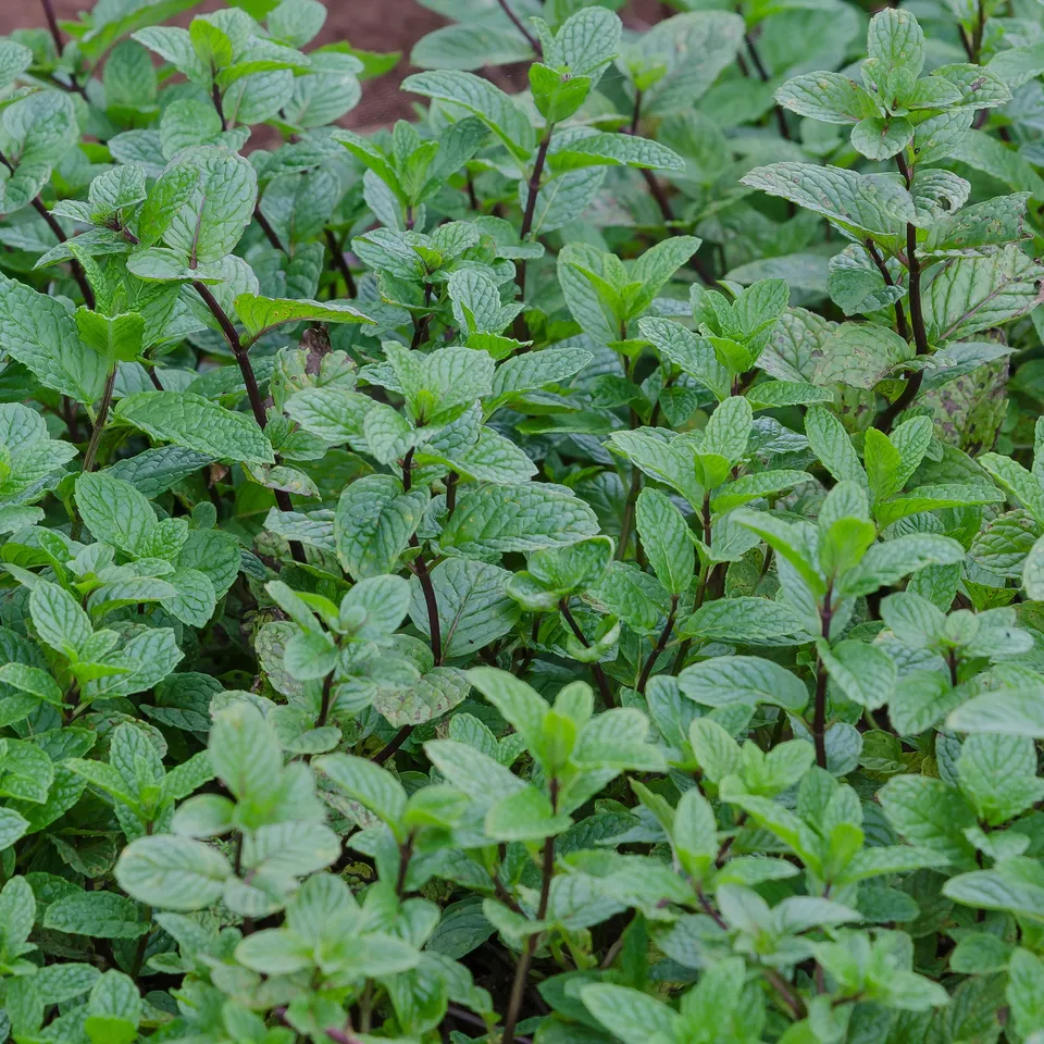 Bakker Menthe poivrée plante aromatique pot Ø 9cm menthol